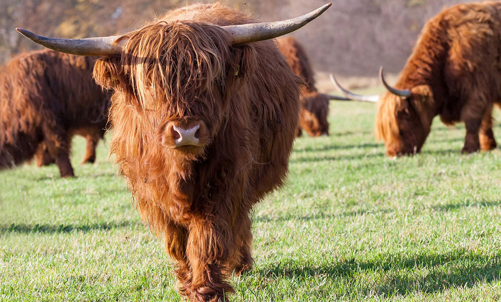 Kossor Highland Cattles