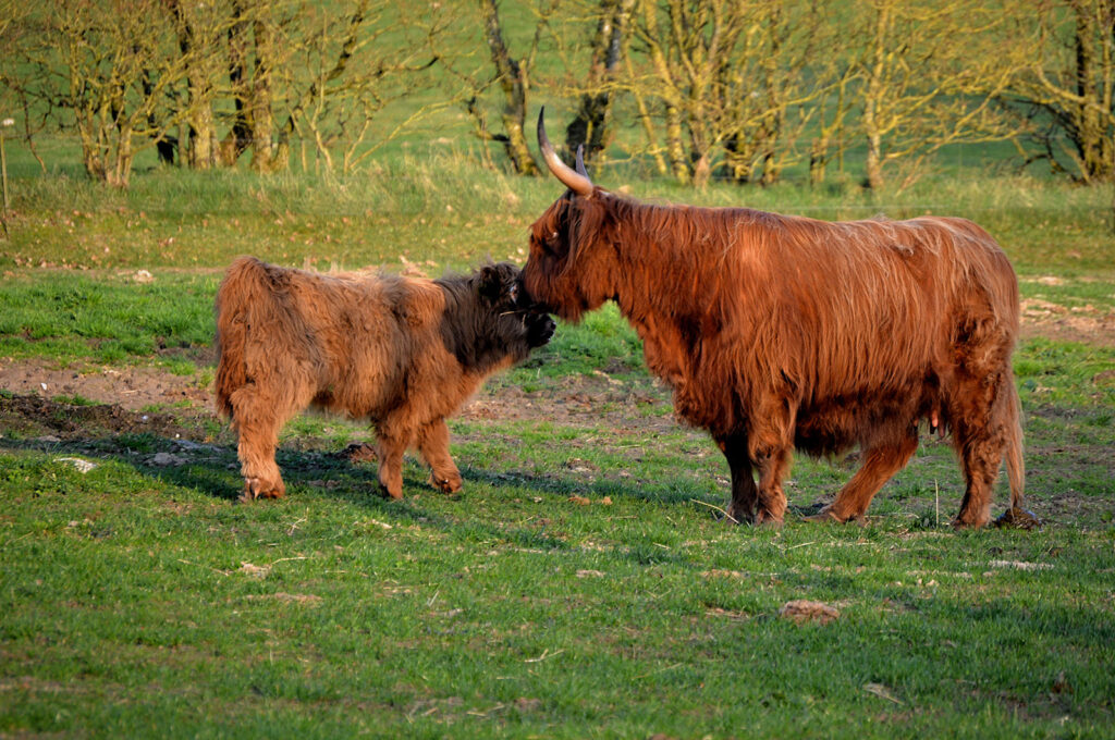 Highland Cattles