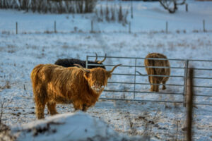 Highland Cattles