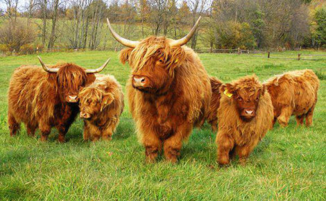 highland cattles