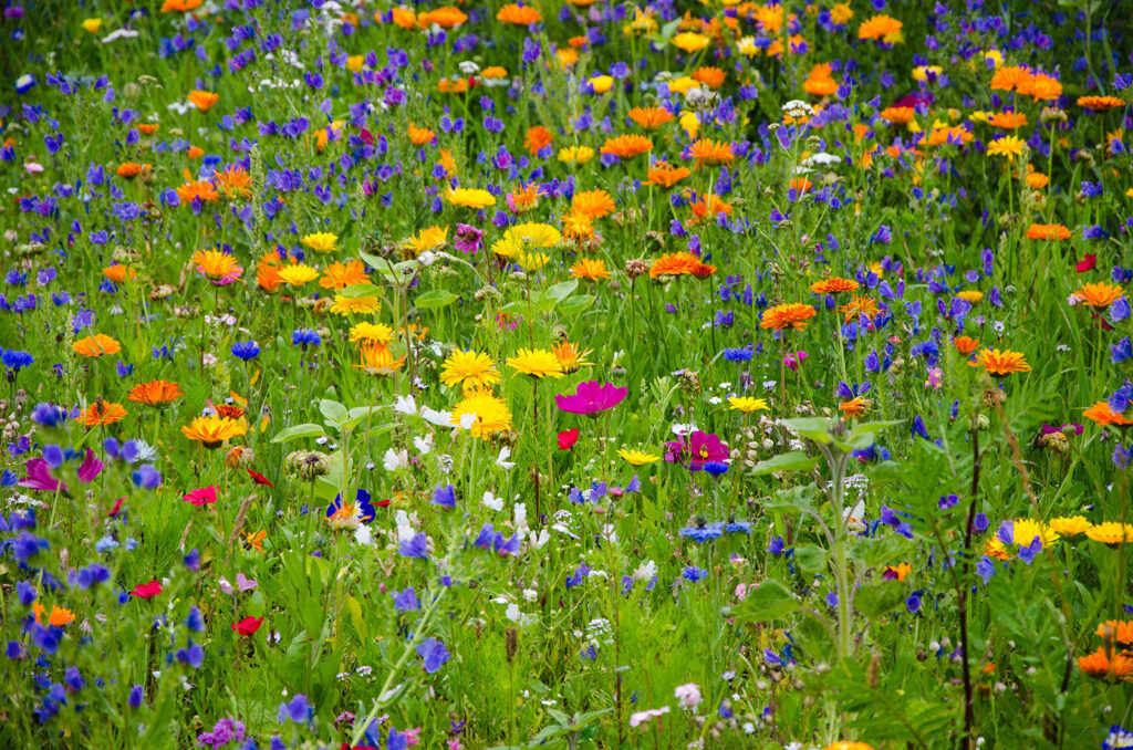 Ängsblommor på Krägga Herrgård