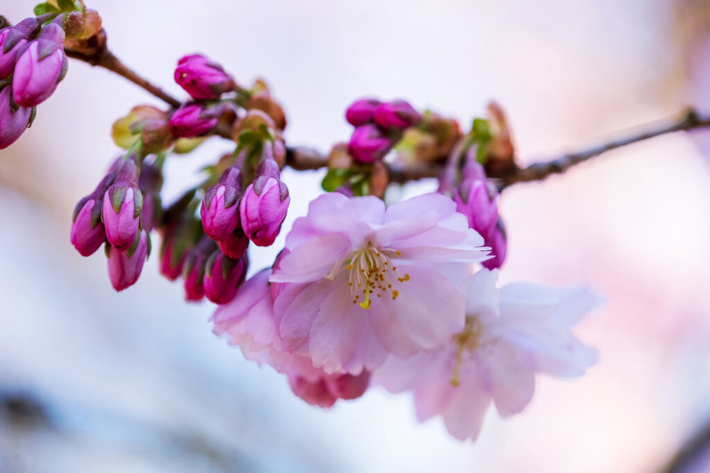 cherry blossom