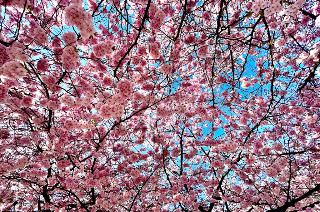 Körsbärsblommor på Krägga Herrgård