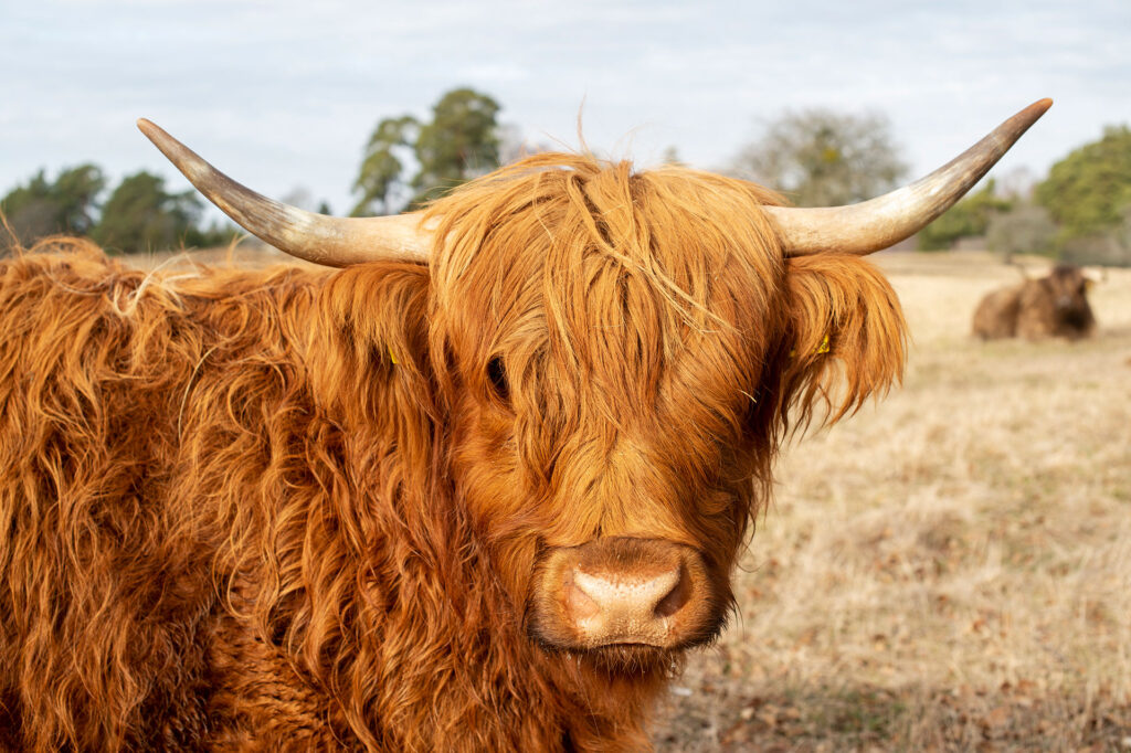 Highland Cattles på Krägga Herrgård